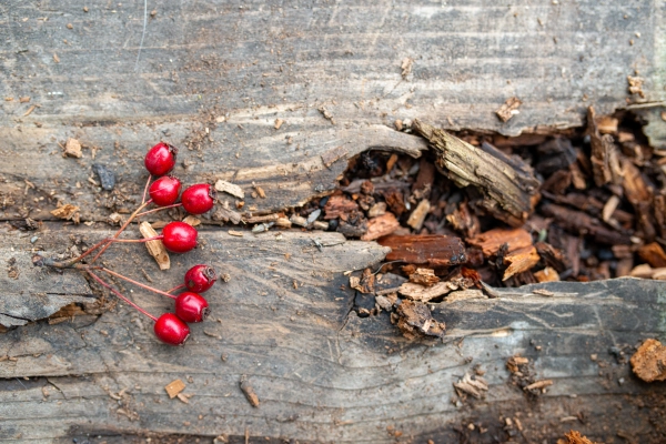 Close-up of rosehip fruits in early autumn.