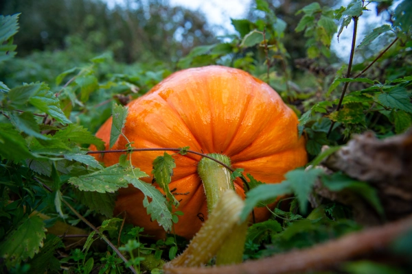 Growing a giant pumpkin in autumn garden.