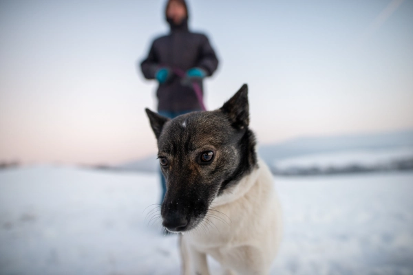 Peaceful winter walk with a furry dog.