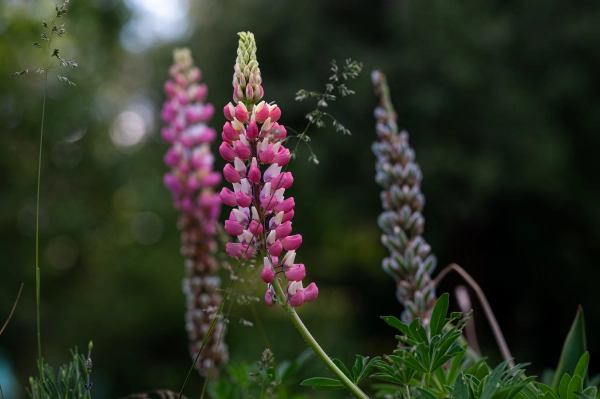 Pink and white lupine flowers in a garden.