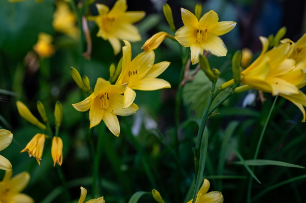 Yellow daylilies blooming in summer garden