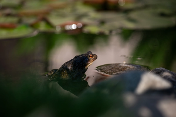 Frog resting at the edge of a pond.