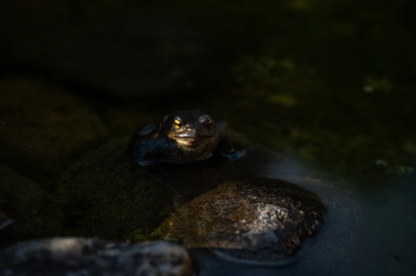 Frog resting at the edge of a pond.