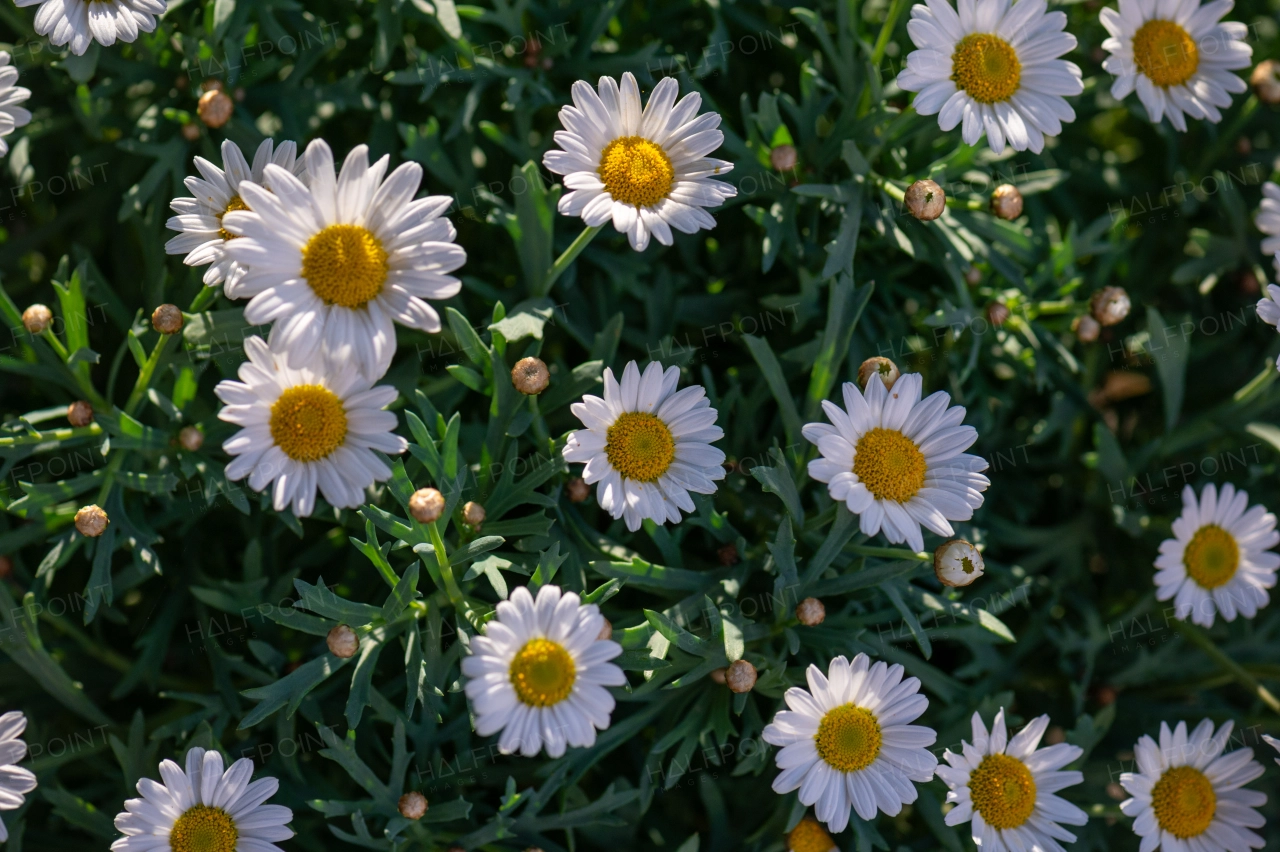 White daisies in bloom, top view.
