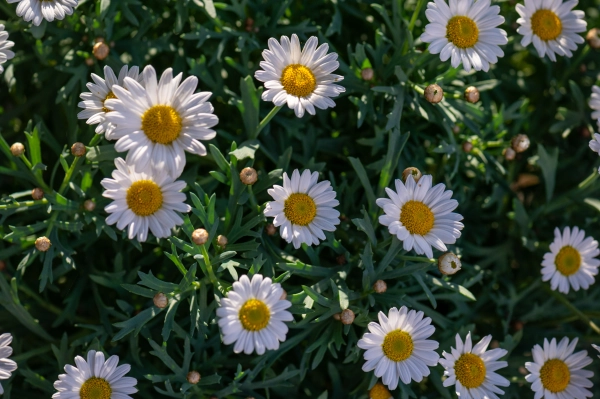 White daisies in bloom, top view.