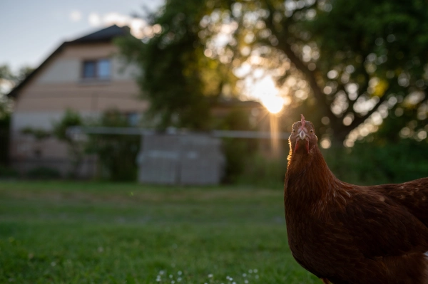 Backyard hen on a traditional Slovak farm.
