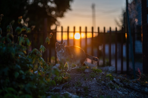 Beautiful cat coming home after night out.