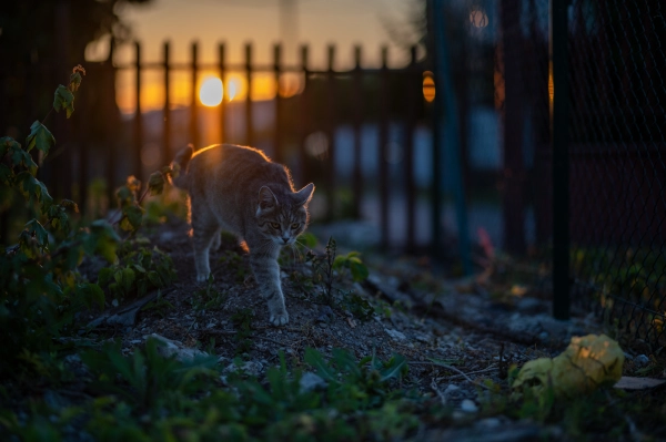 Beautiful cat coming home after night out.