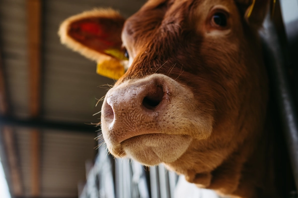 Brown cow in a modern barn looking out of the stall.